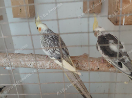 2 young cockatels.