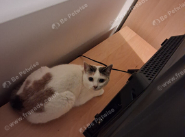 Female cat