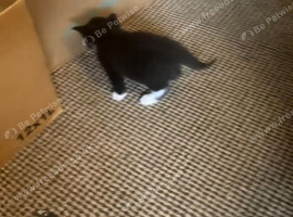 2 kittens for sale