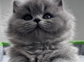 BRITISH LONGHAIR - Full Pedigree/Registered