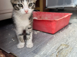 Kitten