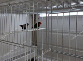 Red face parrot + seagreens finches