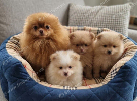 Teddy bear pomeranians puppies