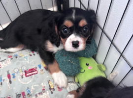 Gorgeous Cavalier Puppies -Now Ready