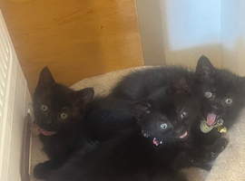 3 black kittens