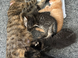 Kittens for sale