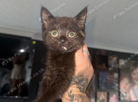 2 Scottish straight female kittens
