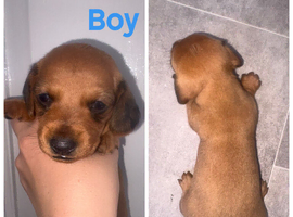 7 miniature dachshund