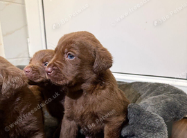 Chocolate Labrador puppies