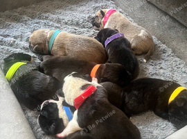 French bulldog x chug puppies