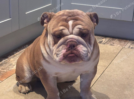 English bulldog
