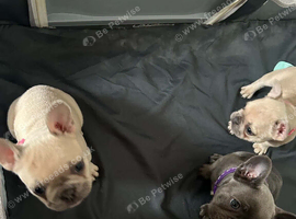 3 female frenchies for sale!