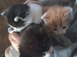Three beautiful tame kittens