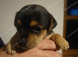 Beautiful jack Russell puppies