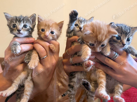 Ginger and Tabby boy and girls from kittens