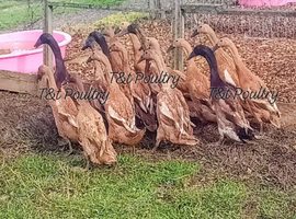 Trios Fawn Indian Runner Ducks