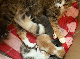 5 Loving Kittens Ready for Forever home:)