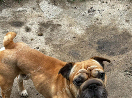 Very sweet big rope boy kc reg