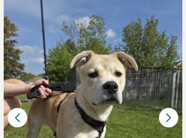 Akita mixed breed
