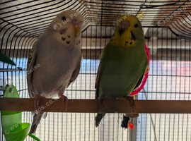 Baby budgies.cocks,hens,aviary birds