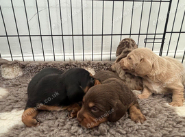 Kc Long haired dachunds