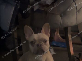 French bulldog