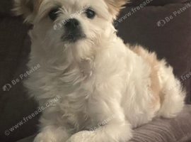 Mixed breed (Shorkie) 6 year old
