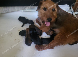 Lakeland terriers