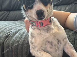 Jack Russell female Dog