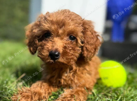 Toy Poodle