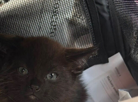 All Black Tuxedo Kitten