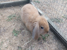 Last of litter 9wk old boy
