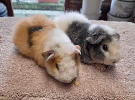 2 female American teddy bear guinea pigs!