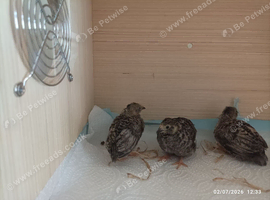 Available 3 birds at 3 weeks old Button Quails - note these are extra extra small size as a group of 3 for &pound;22