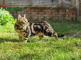 One year old cat