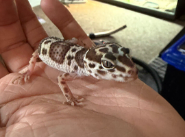 Leopard gecko