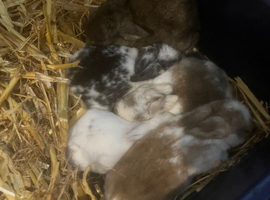 3 beautiful mixed colours mini lops