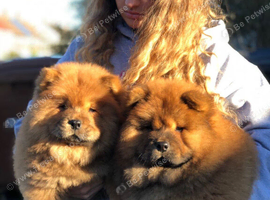Adorable Chow Chow Puppies &ndash; Fluffy, Healthy & Ready for Loving Homes