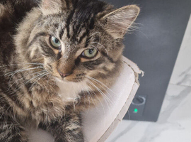 Friendly 8-Month-Old Cat Looking for a Loving Home