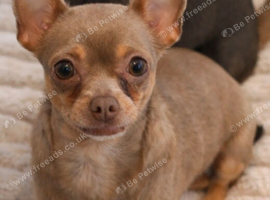 Female Chihuahua