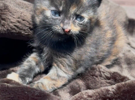 Kittens for sale