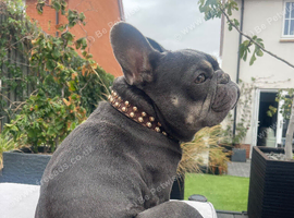 Male French Bulldog