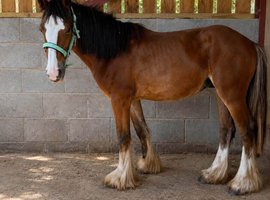Smart Traditional Cob Gelding