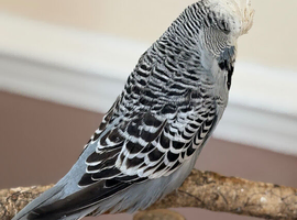 Grey male crested English budgie