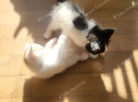 4 kittens