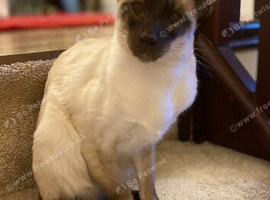 Pair of Siamese