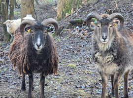 Pair of Soay Sheep wethers