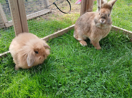 Lop lionhead for sale