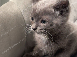 Blue and lilac tortie Scottish straights