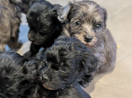 MALTIPOO pups
